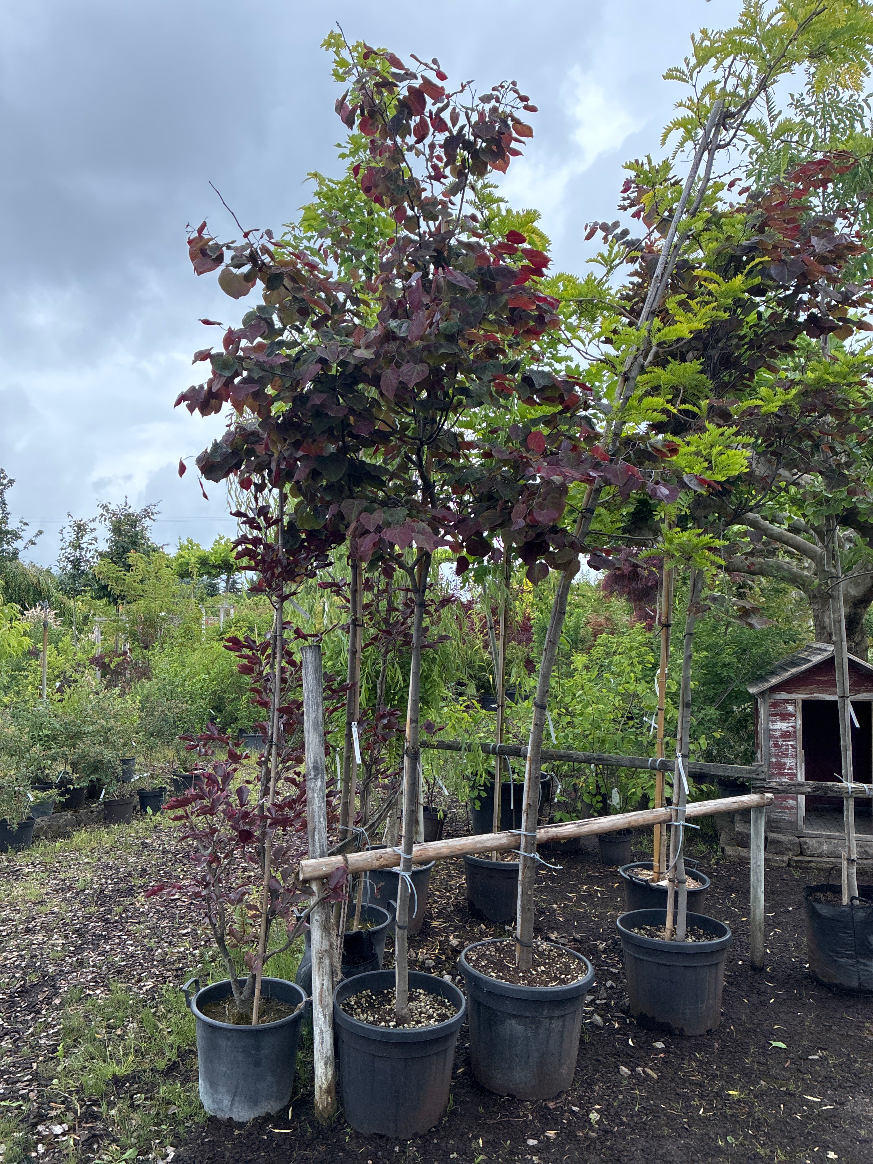 Judasbaum / Cercis Canadensis 'Forest Pansy'